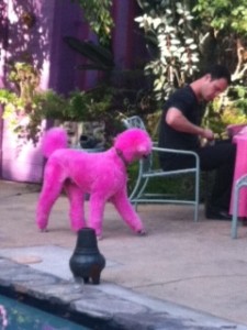 Pink Poodle @ Poolside Party 